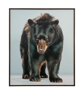 JILL GREENBERG OFFSET PHOTO PORTRAIT OF BEAR