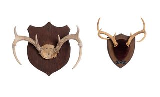TWO ANTLER MOUNTS ON WOOD PLAQUES