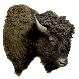 Large Buffalo Shoulder Head Mounted Trophy