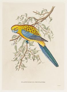 (ORNITHOLOGY) GOULD, JOHN Collection of five hand colored prints after John J. Gould. All framed.