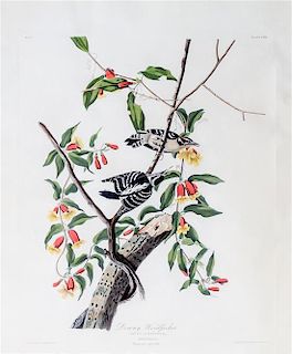 (AUDUBON, JOHN JAMES after) HAVELL, ROBERT. Downy Woodpecker. Plate CXII. No 23. J. Whatman ca. 1831.