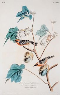 * (AUDUBON, JOHN JAMES, after) HAVELL, ROBERT Junr.  Bay Breasted Warbler,  plate 69, no. 14. From The Birds of America, c. 1