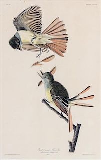 (AUDUBON, JAMES after) HAVELL, ROBERT. Great Crested Flycatcher. Plate CXXIX, No 26. From The Birds of America. J. Whatman, 1