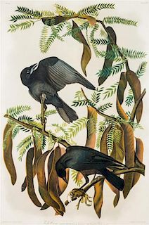 (NATURAL HISTORY) AUDUBON, JOHN JAMES, after. Chromolithograph by J. Bien.  Plate 226, from Part 10-2. Fish-Crow. NY, [ca. 18
