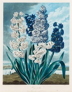(NATURAL HISTORY) (BOTANICAL) THORTON, DR. JOHN ROBERT. Hyacinths. London, 1801. Hand-colored. 28 5/8 x 23 1/4 inches (in fra