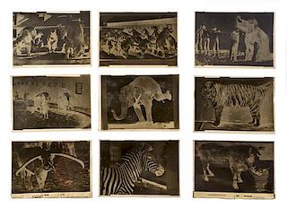 * (CIRCUS) RINGLING BROTHERS, Collection of twenty five negatives, [1904], Largest 5 x 7 inches.