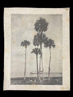 Large Collotype Print 5 Palm Trees Waterfront Scene Florida The Albertype Co. NY
