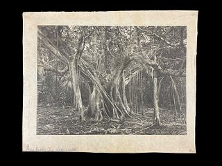 Large Collotype Print India Rubber Tree Lake Worth Florida The Albertype Co. NY