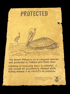 Vintage Brown Pelican Endangered Species Poster US Fish and Wildlife