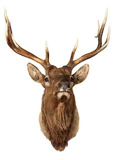 An Elk Shoulder Mount