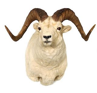 A Dall Sheep Shoulder Mount