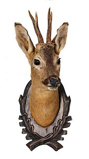 A Roe Deer Shoulder Mount