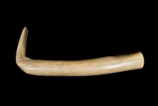 A Sioux Horn Hide Scraper Length 12 3/4 inches.