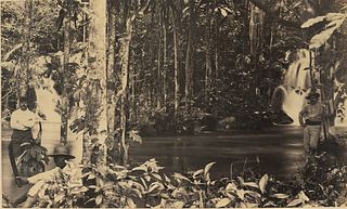 TRINIDAD. Tropical Forest, Trinidad. c1880