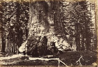 UNITED STATES. Section of the Grizzly Giant with Galen Clark, Mariposa Grove, Yosemite. C1865/66