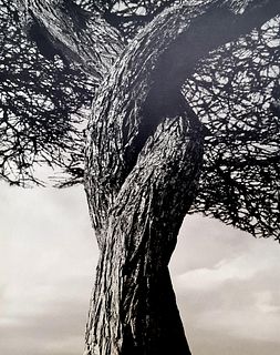 Herb Ritts, Entwined Acacia Trees, 1994