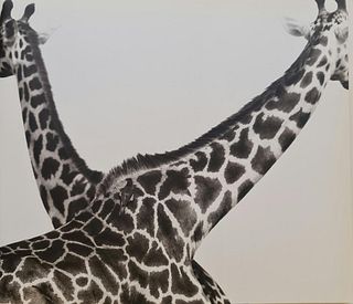 Herb Ritts, Two Giraffees Crossed, 1994