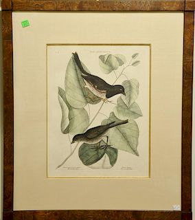 Pair of Mark Catesby hand colored engravings "The To-Whe Bird" "The Cow-Pen Bird" T34 Sondley Library Watermark and "The Weft