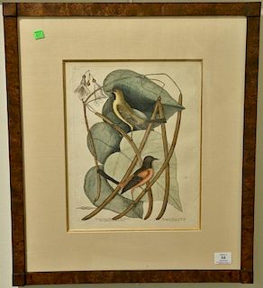 Mark Catesby hand colored engraving "The Bafterd Baltimore Bird", "The Catalpah Tree" T.49. plate size: 13 3/4" x 10 1/4", si