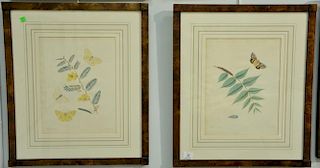 John Abbot (1751-1839) four hand colored aquatint engravings including American Brimstone Butterfly Papilio Eubele plate #5, 