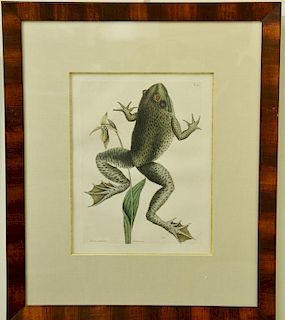Three Mark Catesby hand colored engravings "Rana Maxima" "Helleborend" Frog or Toad plate T72, "Lacertus" plate T63, and "Ran