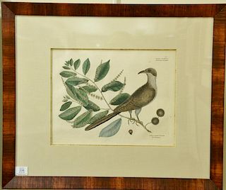 Pair of Mark Catesby hand colored engravings Palumbus Migratorius, Red Oak plate T23 and The Cuckow of Carolina, The Chinkapi