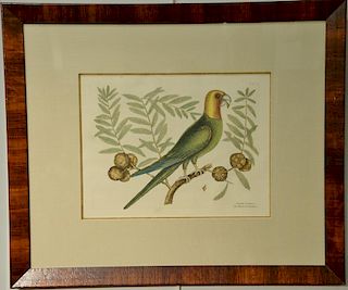 Pair of Mark Catesby hand colored engravings "The Parrot of Carolina" plate T11 and "The White Crown Pigeon" "The Cocoplum" p