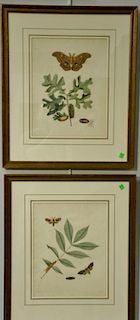 John Abbot (1751-1839) four hand colored aquatint engravings including Common White Spot Moth Phalaena Senatoria plate #57, G