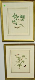 John Abbot (1751-1839) four hand colored aquatint engravings including Plum-Tree or Hack-Berry Hawk Moth Sphinx Drupiferarum 