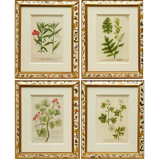 (4) Botanical prints, Trowbridge eglomise frames