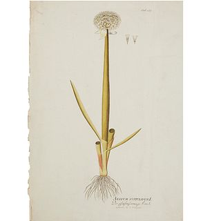 Hand-colored German botanical engraving