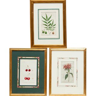 (3) Hand-colored botanical prints, 19th c.