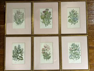 Six Botanical Prints
