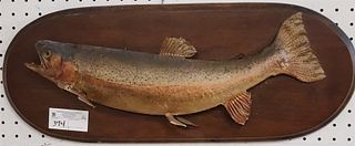 Mounted Rainbow Trout 10"H X 25"L