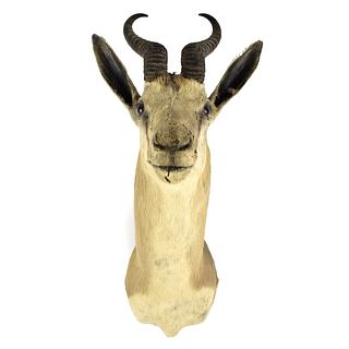 Large Gazelle Head Taxidermy