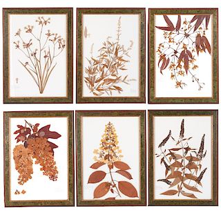 Set (6) Italian Herbarium specimens