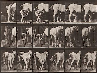 Eadweard Muybridge (British, 1830-1904)      Plate 509 (Man Shoeing a Horse)