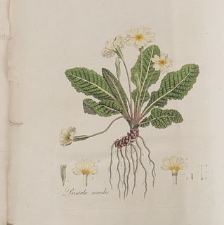 William Curtis, Flora Londinensis, 1817 