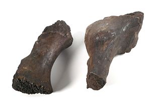 (2) MASTODON OR WOOLY MAMMOTH FOSSIL