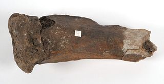 MASTODON OR WOOLY MAMMOTH FOSSIL