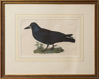 After Prideaux John Selby (1788-1867): Rook; and Little Auk