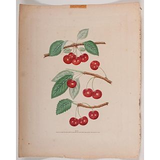 Hand-Colored Engravings of Fruit by George Brookshaw