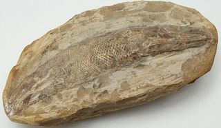 Fossilized Fish- Natural History