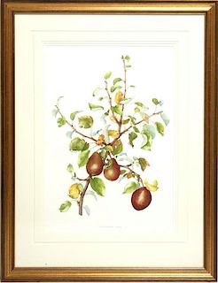 Signed B. Gillespie- Botanical Watercolor