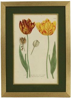 Basilius Besler Yellow & Red Variegated Tulips