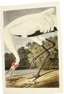 J.J. Audubon Whooping Crane Archival Print