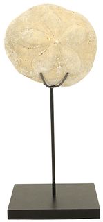 Petrified Sand Dollar With Stand