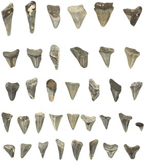 Assortment of 36 Petrified Shark’s Teeth