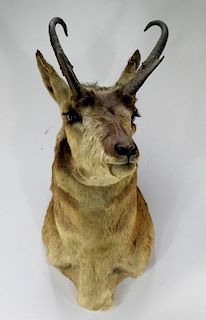 Taxidermy Pronghorn Deer Hunting Trophy Mount