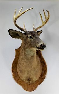Taxidermy 8 Point Buck Deer Hunting Trophy Mount